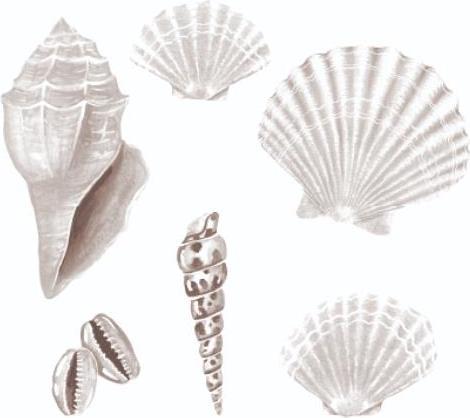 Image du produit That's mine Thats mine - Autocollants muraux Coquillages Blancs (8 x 10 cm)