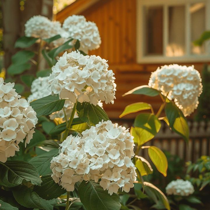 Actual product image Plant in a Box Hydrangea paniculata "Bobo" - Hydrangea (25 cm)