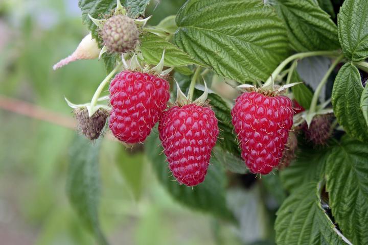 Produktbild Lubera Himbeere Primeberry Autumn First