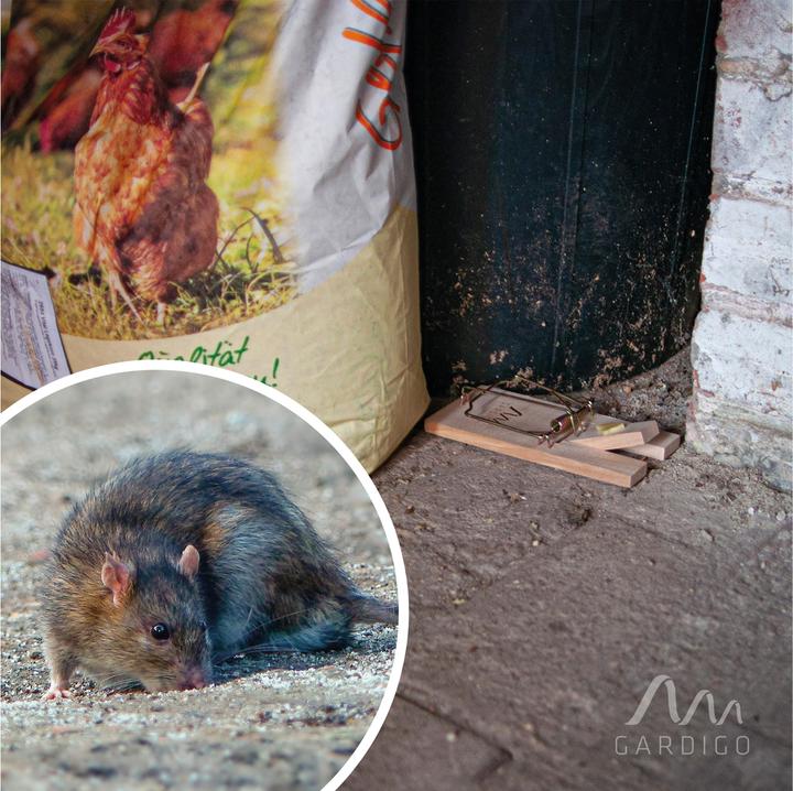 Productafbeelding Gardigo Rattenfalle 1 St.