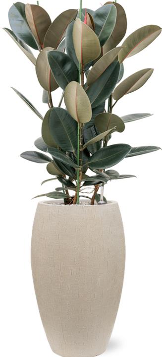 Produktbild Baq Design Raindrop Emperor (53 x 88 cm)
