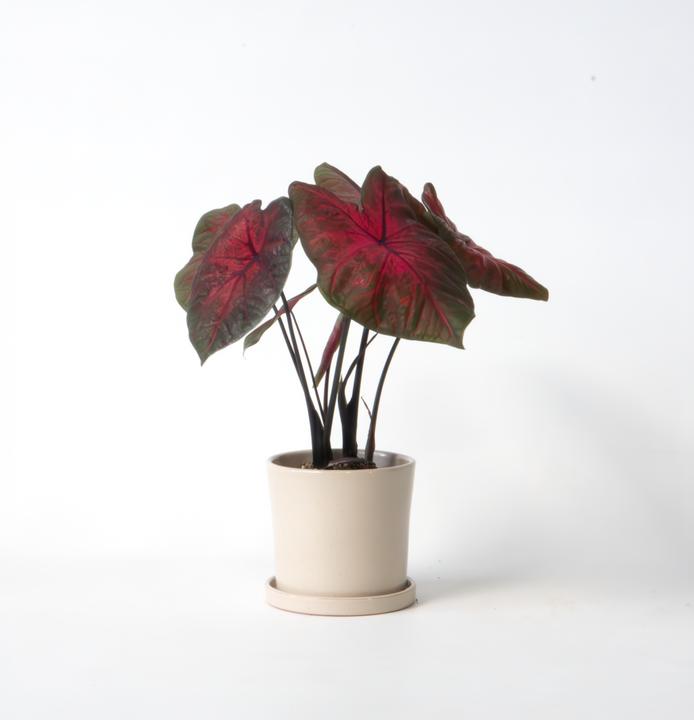 Image du produit Plant in a Box Caladium Postman Joyner - (25 cm)