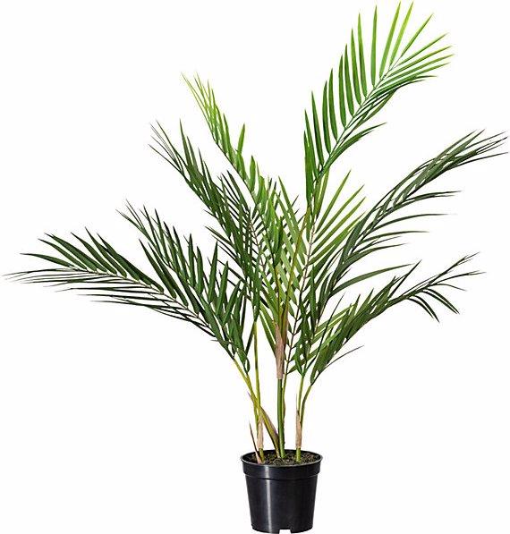 Produktbild Gasper Zimmerpalme (70 cm)