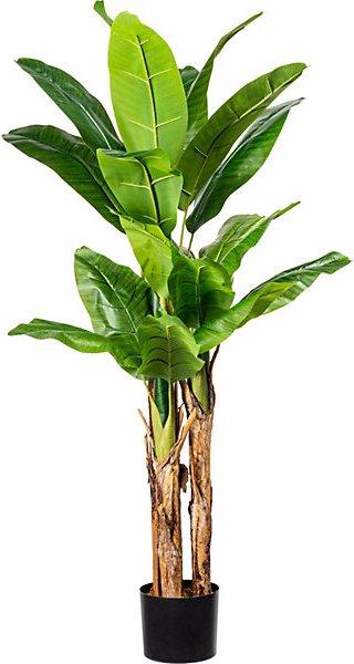 Gasper Bananier, dans un pot en plastique rempli de terre, hauteur 1500 mm. (150 cm)