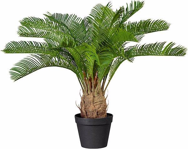 Produktbild Gasper Cycaspalme (60 cm)