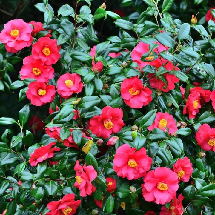 Immagine prodotto Plant in a Box Camellia japonica Dr King - Rosa giapponese (60 cm)
