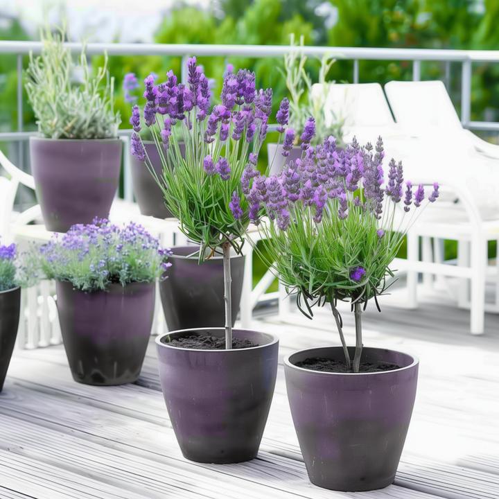 Produktbild Plant in a Box Lavandula stoechas 'Anouk' - Lavendelbaum (30 cm)