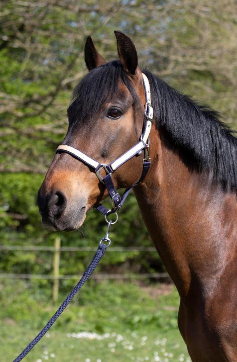 Immagine prodotto HFI Master Boccola per cavallo in nylon bicolore