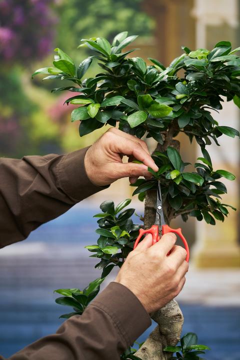 Produktbild Felco 420 Trimmschere