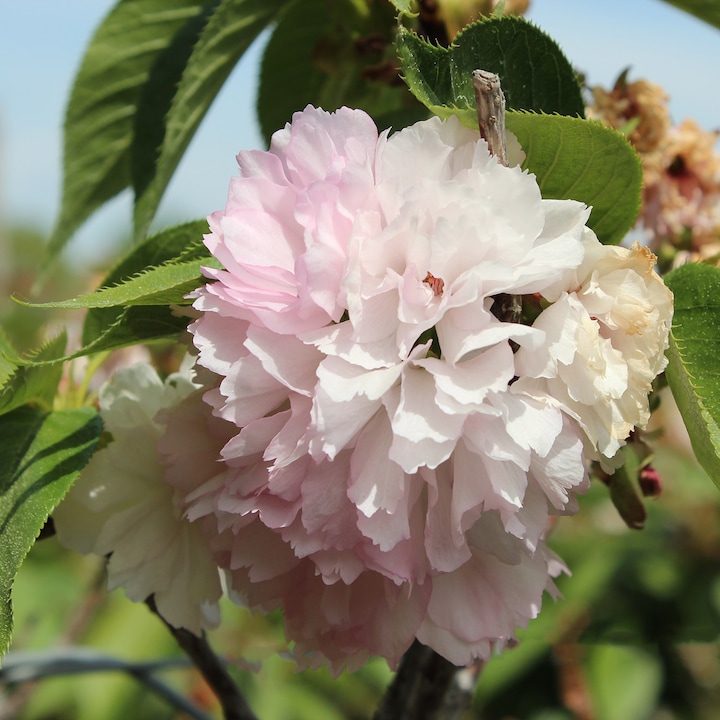 Produktbild Zulauf Jap. Nelken-Kirsche / Prunus serr. 'Kanzan' (80 cm)