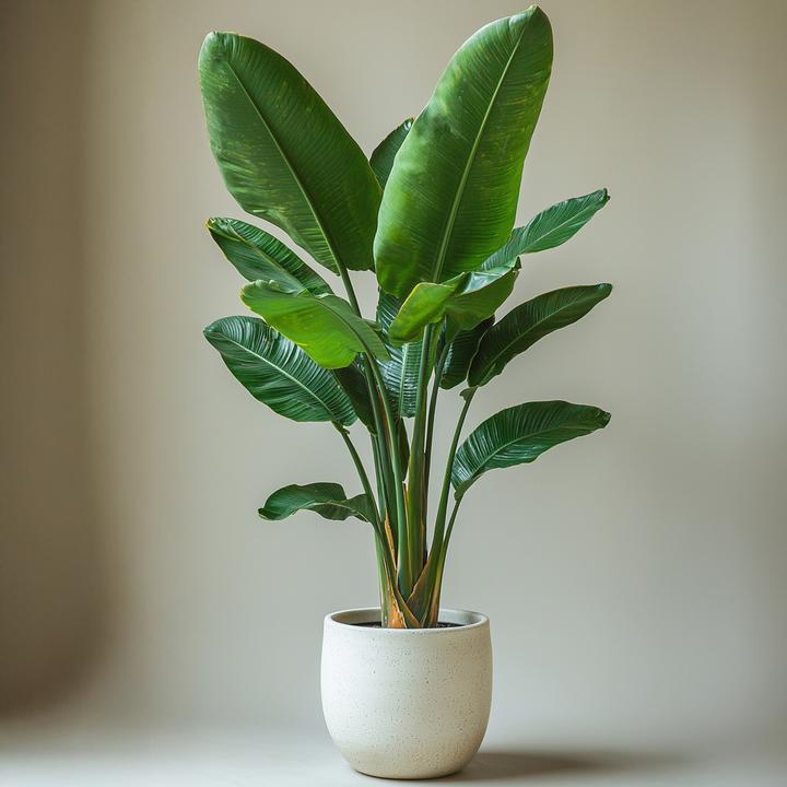 Produktbild Plant in a Box Strelitzia Nicolai - Paradiesvogelblume (55 cm)