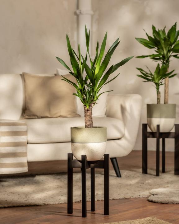 Produktbild feey Kleine Yucca (70 cm, Frisch umgetopft)
