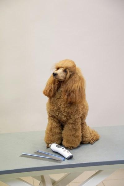 Produktbild Kerbl Fellkamm (Hund, Katze)