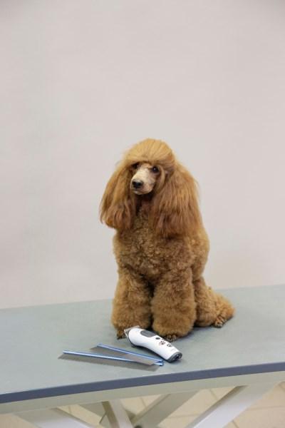 Produktbild Kerbl Fellkamm (Hund, Katze)