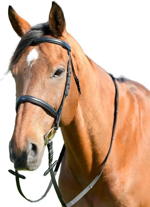 Kincade - Caveçon-bridon avec rênes pour cheval CLASSIC