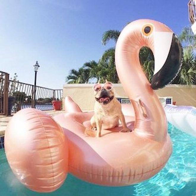 Produktbild Flamingo