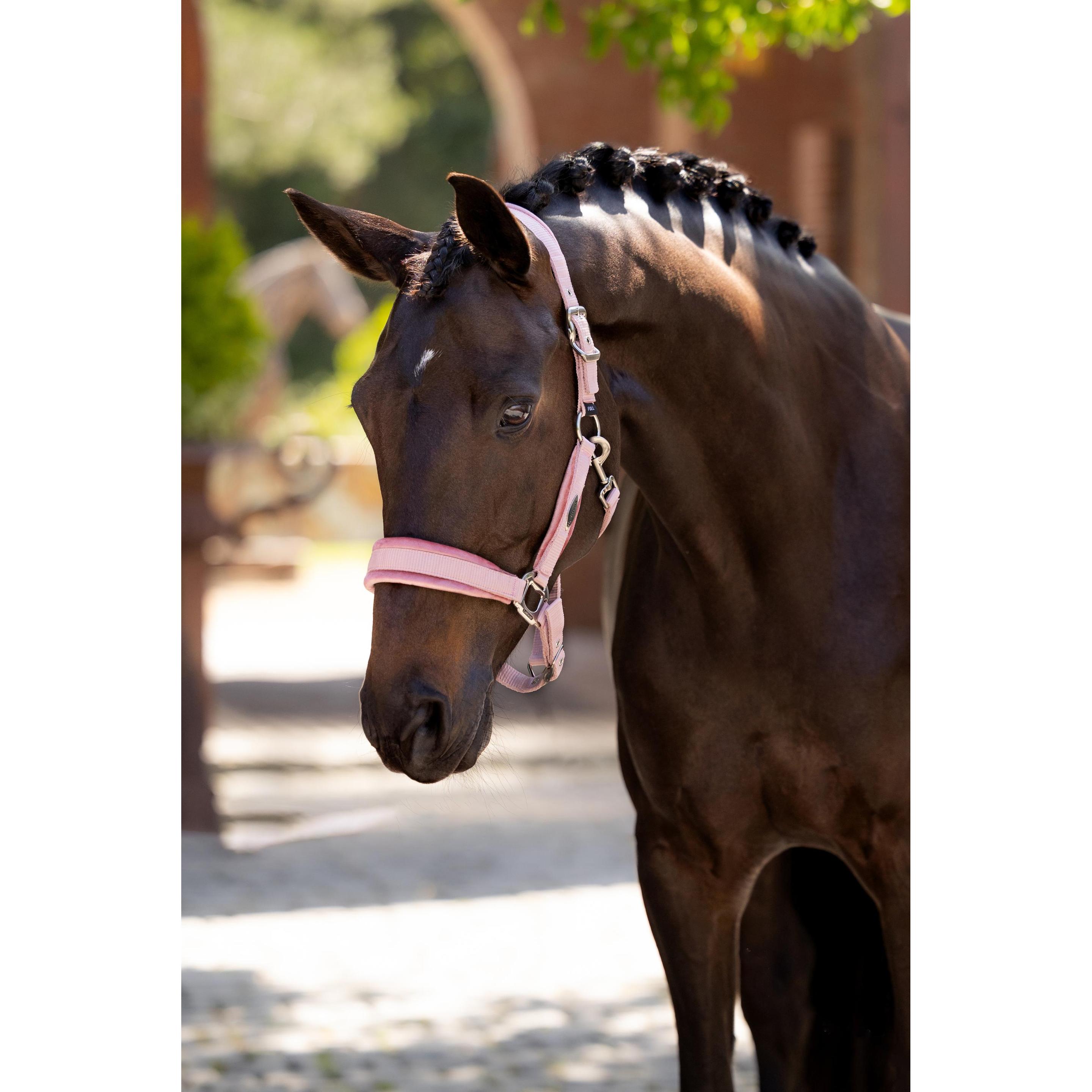 Thumbnail - LeMieux, Halfter