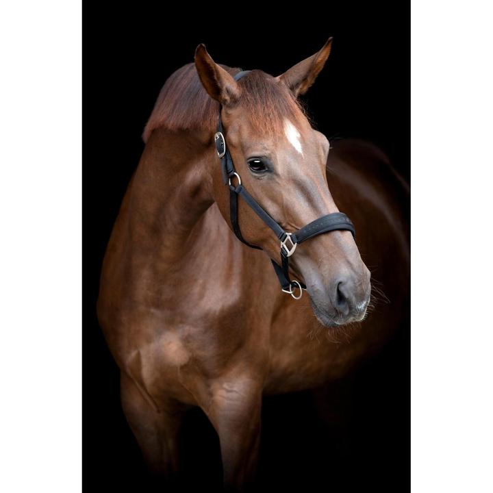 Immagine prodotto Horse Guard Diya 2.0