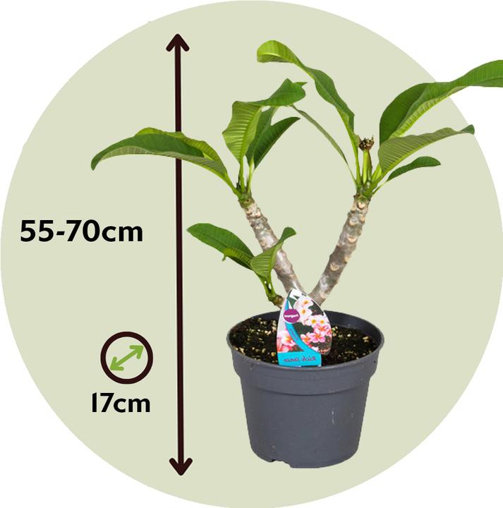 Immagine prodotto Plant in a Box Plumeria Frangipani - Pianta delle Hawaii (55 cm)