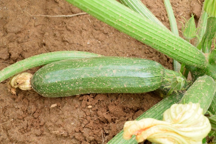 Immagine prodotto Living Seeds Zucchini, Zuboda (Semi di verdura)