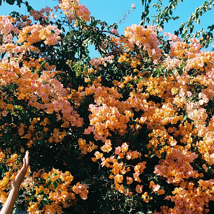 Actual product image Plant in a Box Bougainvillea 'Dania' - (50 cm)
