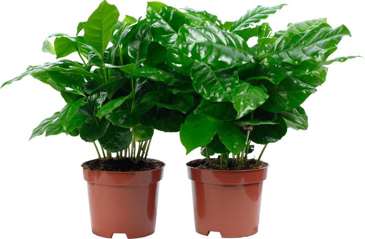 Immagine prodotto Flowerbox Set da 2 pianta del caffè