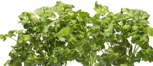 Immagine prodotto Click and Grow coriandolo (Semi di erbe)