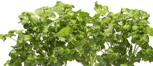 Image du produit Click and Grow Coriandre (Graines d'herbes aromatiques)