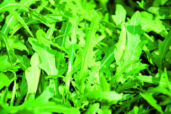 Produktbild Zollinger Bio Rucola, Wilde Rauke (mehrjährig) (Keimlinge)