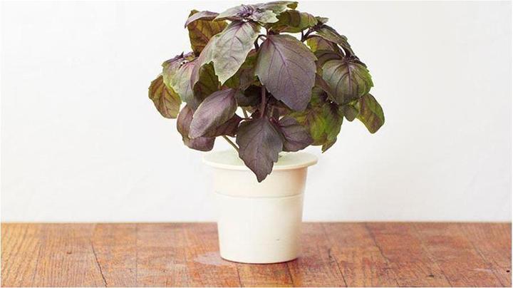 Produktbild Click and Grow Roter Basilikum (Kräutersamen)