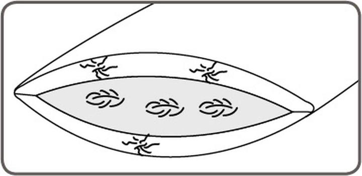Immagine prodotto DOR Senecio (50 x 70 cm)