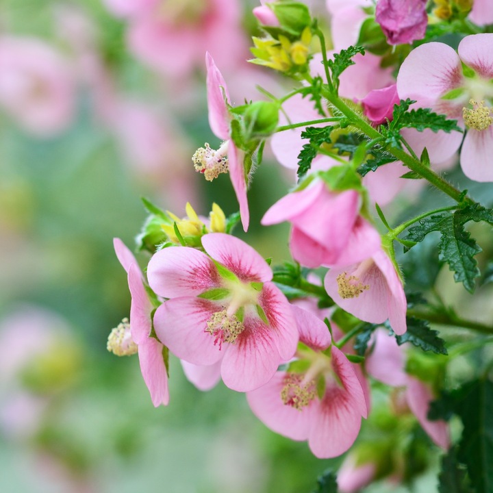 Produktbild Plant in a Box Anisodontea capensis 'El Rayo' - 6er-Set Kapmalve (25 cm)