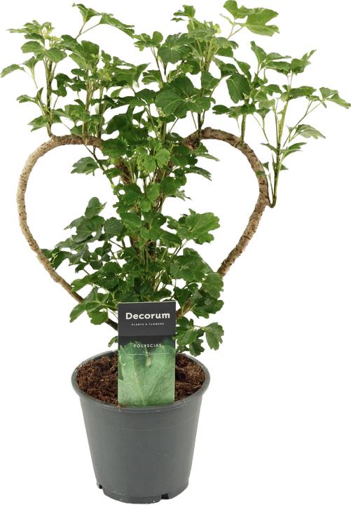 Actual product image Mahaloplants Polyscias (45 cm)