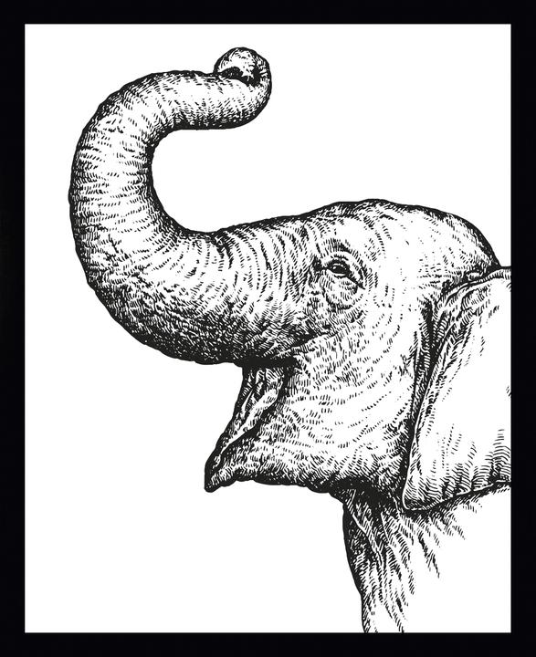 G&C Gallery Elephant (40 x 30 cm)