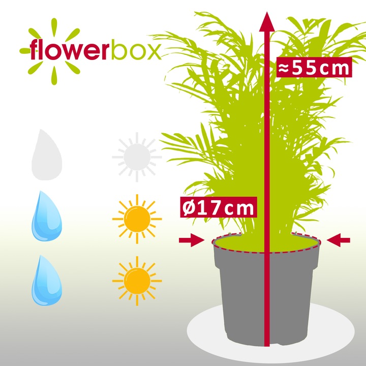 Actual product image Flowerbox Mountain palm - Chamaedorea elegans (55 cm)