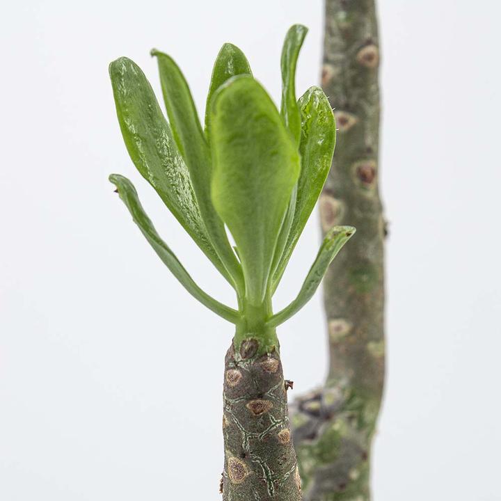 Immagine prodotto Kakteen Gautschi Tylecodon paniculata (55 cm)