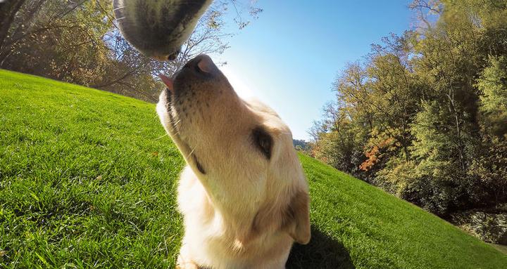 Image du produit GoPro Fetch harnais pour chien