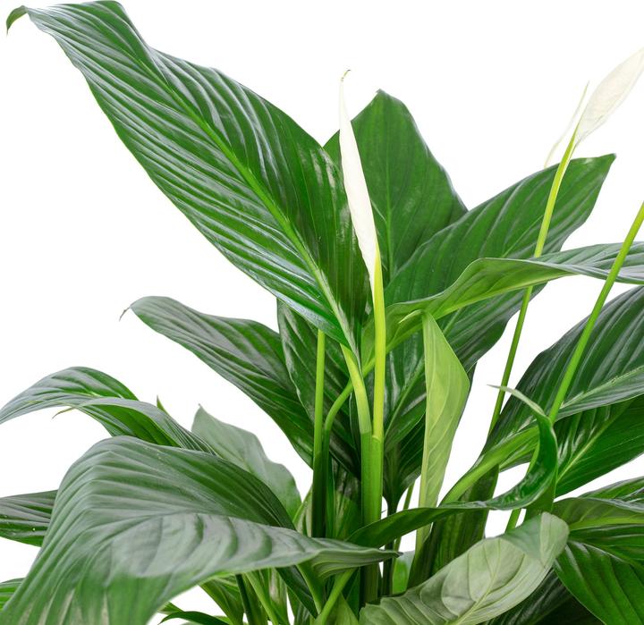 Actual product image Flowerbox Peace lily 4-8 flowers/buds - height ca. 70 cm, pot-Ø 17 cm - Spathiphyllum (70 cm)