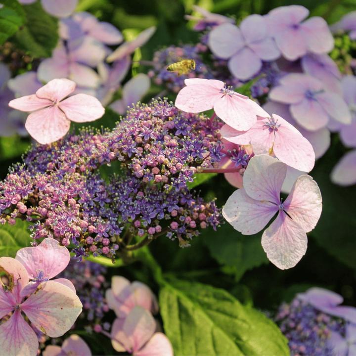 Image du produit Plant in a Box Hydrangea serrata 'Magic Pillow' - Hortensia (25 cm)