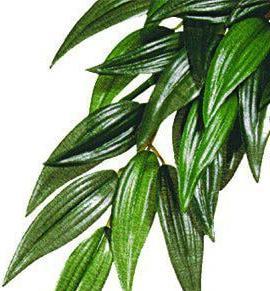 Exo Terra Exoterra - RUCUS M