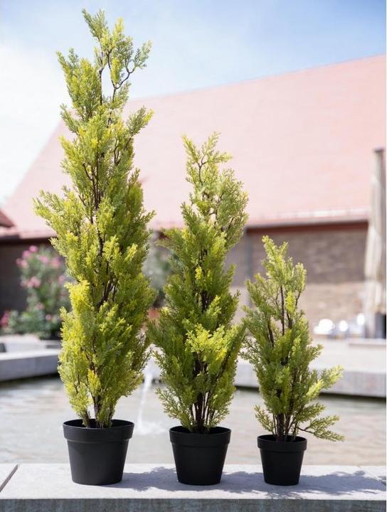 Immagine prodotto Europalms Cipresso (60 cm)