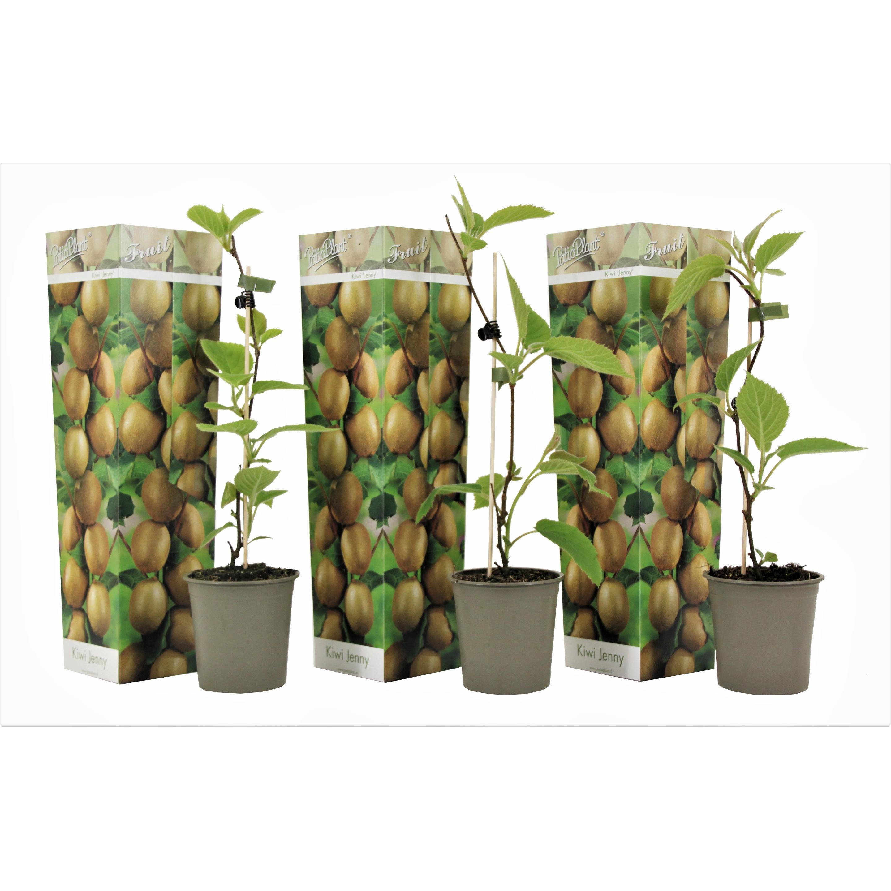Plant in a Box, Pflanzen, Actinidia deliciosa 'Jenny' - 3er Set Kiwibeeren Kletterpflanzen (20 cm)