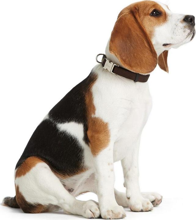 Produktbild Hunter Collar Vario Basic Alu-Strong (M, Hund, Hundesport)