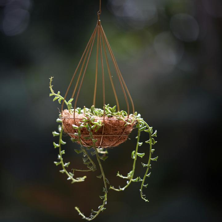 Produktbild Plant in a Box Senecio peregrinus - Delfinpflanze (10 cm)
