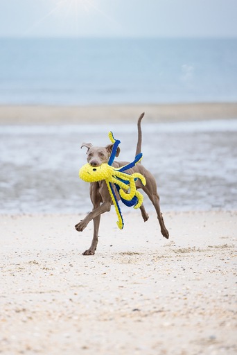 Immagine prodotto Beeztees Polpo Amy (Giocattolo per cani)