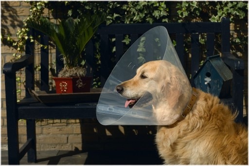 Immagine prodotto Beeztees COLLARE PER CANI IN PLASTICA 47-57X3 (Cane)