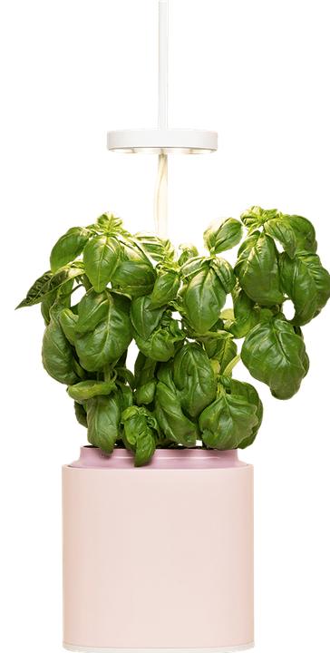 Image du produit Prêt à Pousser Pot d'herbes aromatiques Nano (13.50 cm)