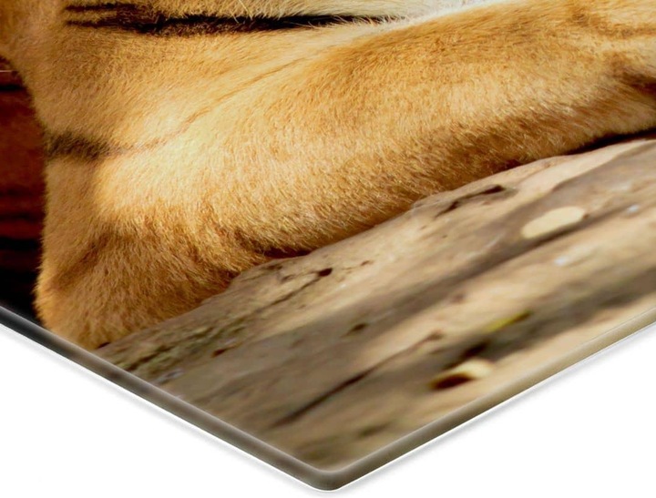 Produktbild Trenddeko Zwei Königstiger (60 x 40 cm)