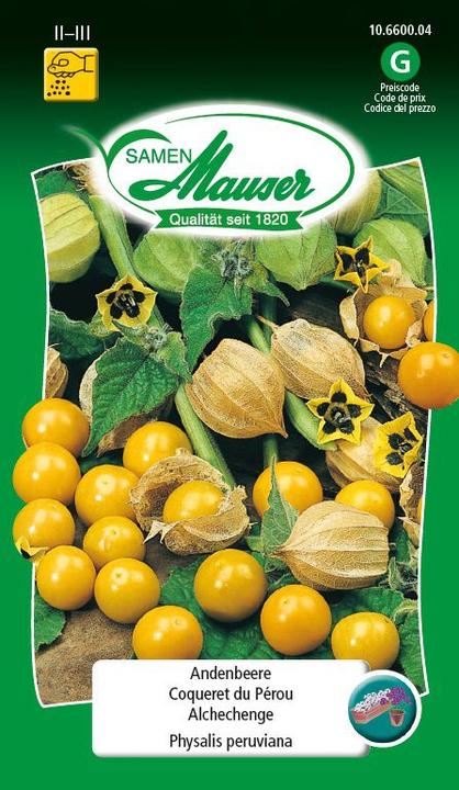 Samen Mauser Andenbeere (Früchtesamen)