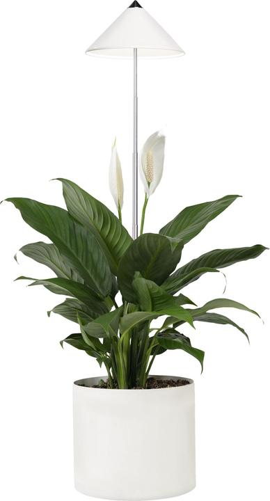 Actual product image Colibri SUNLiTE white (LED, 230 V)